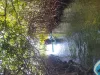 Through the Mangrove Trees