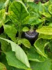 Some of our veggies blossoming!