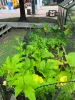 The youth planted the pumpkins and corn together, and it looks like the survival of the fittest!